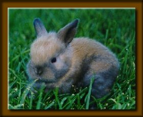 Mini-Lop Bunny