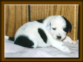 Petunia - Dalmatian puppy