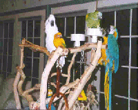 Birds on Perch