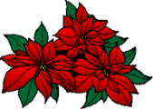 Poinsettia