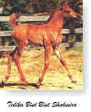 Talika Bint Bint Shahmira as a foal