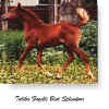 Talika Fazelle Bint Splendour as a foal