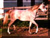 Hilala as a young mare