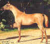 Talika Neshar as a weanling