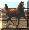 Talika Splendour as a young mare