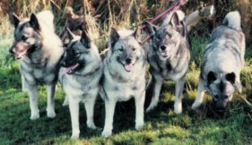 Kinderhorn Elkhounds