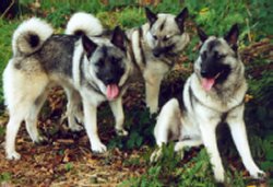 Minnie on the right with brother Raider on the left and mother Lizzie at the back