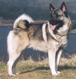 Raider at Torside Reservoir