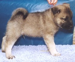 Raider aged six weeks