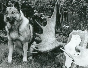 Seb with the Hedemark Antlers