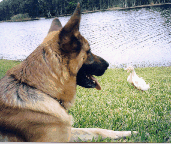 "I'm really a good sitter, really!"