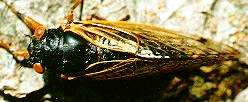 Picture of Cicada