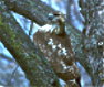 Red Tail Hawk