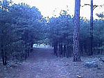 Bosque de Chihuahua