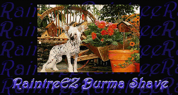 Chinese Crested Burma