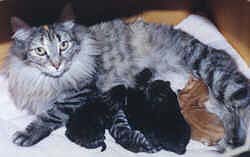 Furry Boots Verdandi and her kittens