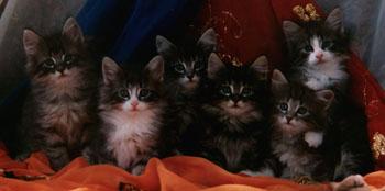 2nd Litter of Ch. Vincent Felis Audax and  Ch. Ratatosk Jytte