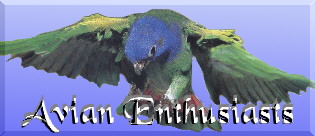 Avian Enthusiasts
Logo