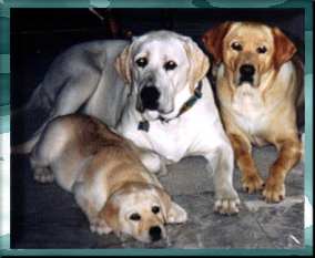 BOYS OF SHOAL CREEK LABRADORS