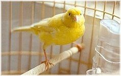 Yellow Canary