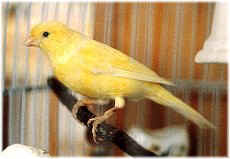 Yellow Canary