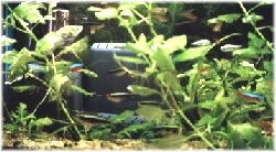 Aquatic plant