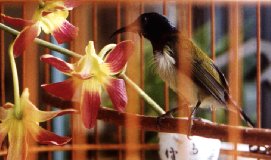 Sunbird and flower