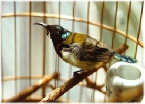 Sunbird