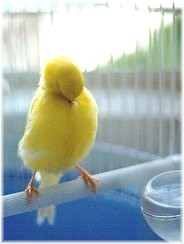 Yeallow Canary