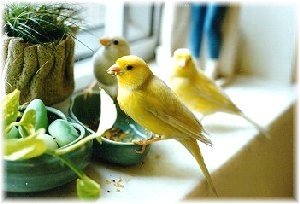 Etta's Canaries