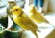 Etta's Canaries