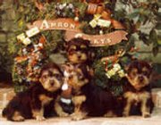 pups-wreath.jpg (9904 bytes)