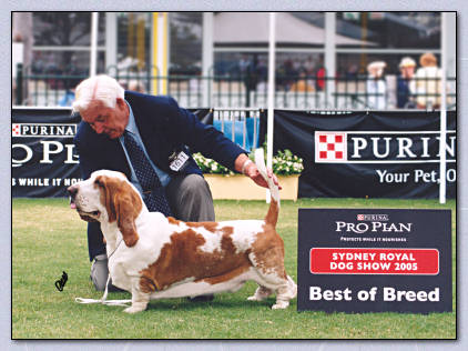 Ch. Merribas Red Baron - Snoopy wins Best of Breed at Sydney Royal 2005