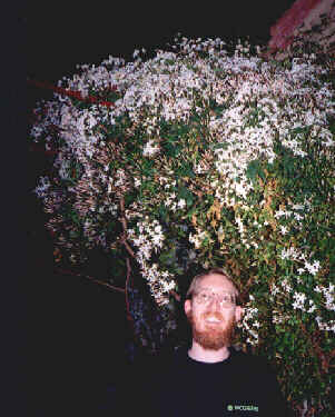 Jasmine blooming at night (and Andy!)