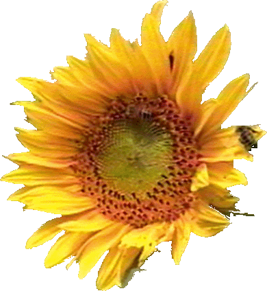 A homegrown sunflower