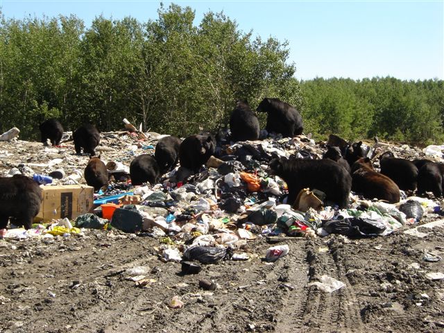 Timmins Bears at the Dump