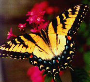 Picture of beautiful butterfly