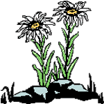 Daisies