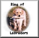 Click to join the ring of Labrador Retrievers