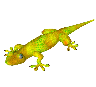 gecko.gif (2753 bytes)