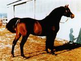 Midbar Fa Rabdan (Ibn Fa Serr x Aroufina)