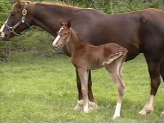 RAJAA BISHAAR at 2 days old