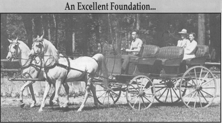 The imported *Fadl (left) and his son, Fay El Dine (x *Bint Serra I) take a relaxing drive on the Babson Farm in the 1940's