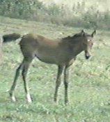 filly by ASF Gersom