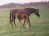 ASF Qedem (Ibn Mahrouf x ASF Grace) with 1994 colt (deceased) by Bah Dan