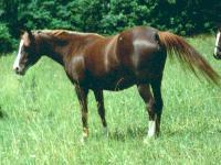 STARJAH (DANJAH x STARECHO) 1994