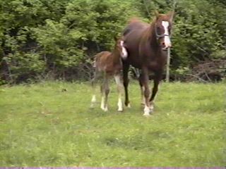 Starjah and her 1998 colt by BREMAR ROYEL-T