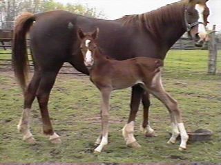 RAJAA BISHAAR at 2 days old