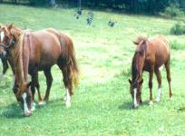 STARJAH and her daughter ASF SARAJA in 1993