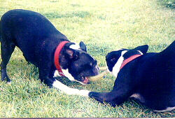 Beau (left) and Dixie